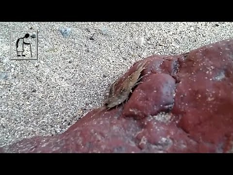 Spot the Sea Slater woodlice (Ligia oceanica)