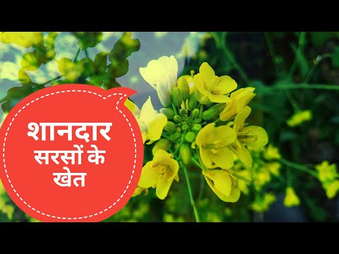 Mustard Field | Weekly Vlog , visit in Field | Jashan  02 March 2021