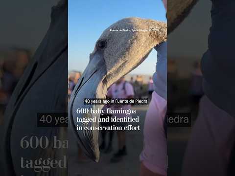 600 baby flamingos tagged and identified in conservation effort