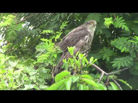 Sparrowhawk
