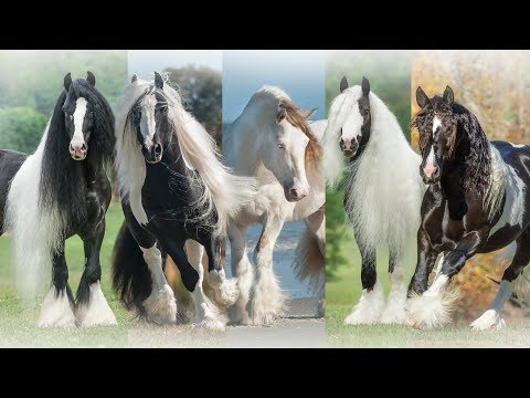 , title : 'The Gypsy Vanner Horse Society'