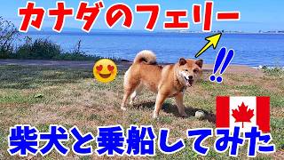 【海外愛され柴犬】海外で大人気! 柴犬を連れて観光地へ!フェリーに乗せたら反応がおもしろすぎ♪【海外の反応】ヴィクトリアへの旅