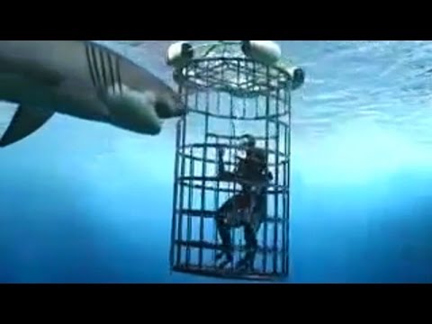 6 Horrific Shark Attacks Caught On Tape