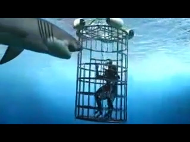 6 Horrific Shark Attacks Caught On Tape