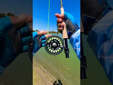 Tips using A fly Rod for fly fishing#fishing#tips#fish#shortvideo#shorts#short#viral#youtube#bass