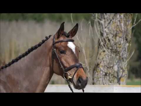 Tira von Worrenberg,OS, 2012, Tornesch x Calando I