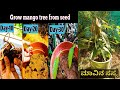 How to grow a mango tree how to grow mango tree from seeds in kannada