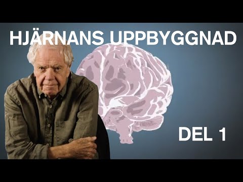 Hjärnan ur ett makroperspektiv 1 - Hjärnkanalen