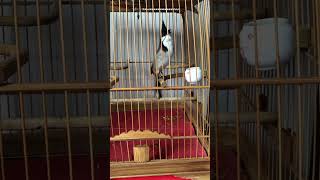 Download lagu Luyện giọng chào mào hay,kích chim bổi ra giọng#chaomao mp3 Download lagu Luyện giọng chào mào hay,kích chim bổi ra giọng#chaomao mp3