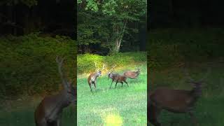 Stag fight in Summer