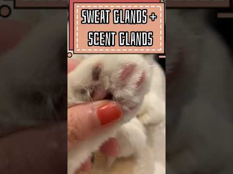 Try smelling your cats’ paws. What do they smell like?