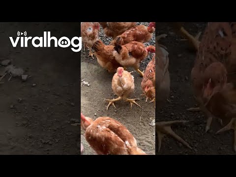 Demi Lovato Chicken || ViralHog