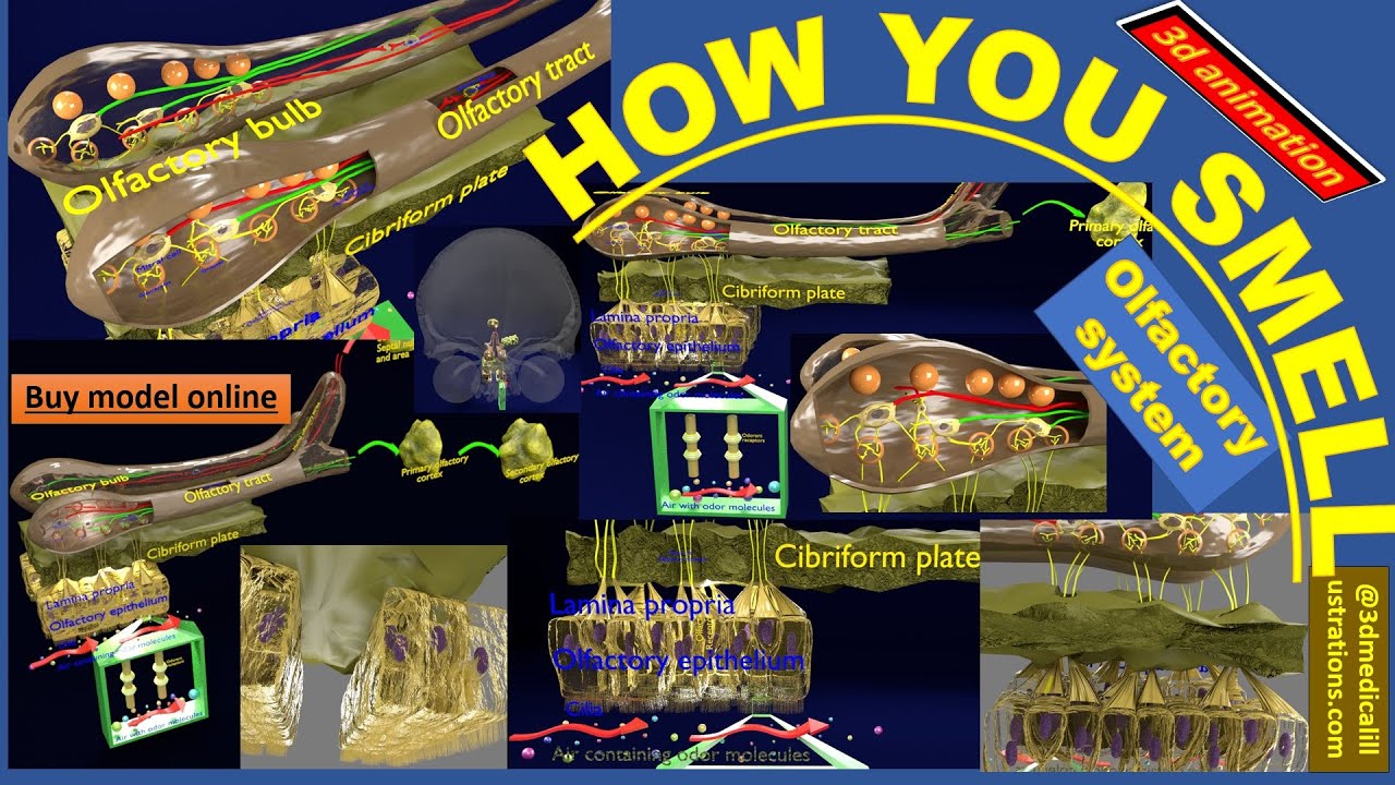 Olfactory system smell odour detail labelled 3D Model