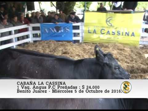 05-10-16 Venta de Vaquillonas - Cabaña La Cassina - B. Juarez.