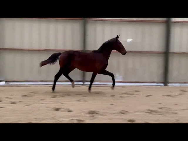 Entier 2024 - KWPN - LANTO HBC x OLYMPIA