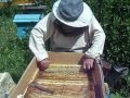 Натуральный мед, отбор рам 