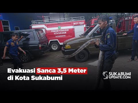Evakuasi Sanca 3,5 Meter di Kota Sukabumi