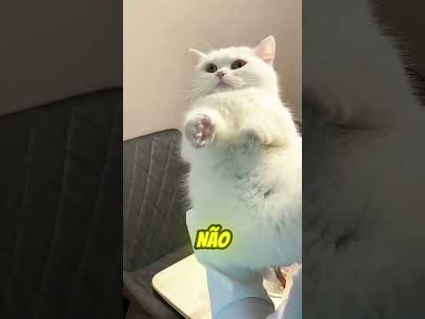 ESSA GATINHA QUERIA SER ROXA 💜🐱