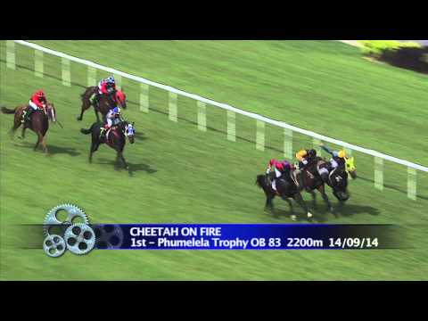 Longines Singapore Gold Cup 2014 Contenders (Cheetah On Fire)