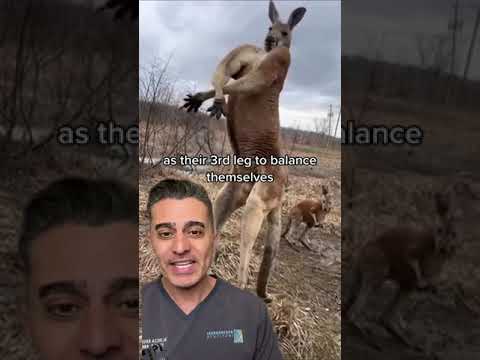 Doctor Explains Why Kangaroo Stands On His Tail