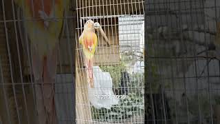 זוג התוכים שלי מסוג קוניור גרין צ'יק הביאו גוזלים לעולם והיום נפגוש אותם בפעם הראשונה. #תוכים #תוכי