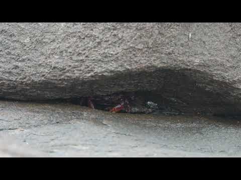 Siri na praia do Siriú em Garopaba Santa Catarina
