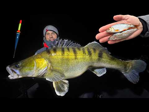 Using live bait for zander! 😳