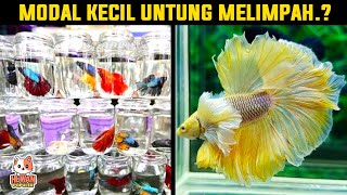 Download lagu Proses Budidaya Ikan Cupang Mulai Dasar Sampai Untung Puluhan Juta mp3