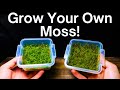 How To Propagate Moss - Simple & Easy Method!
