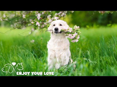 DOG TV: The Best Ultimate Home Alone Anti-Anxiety Solution for Dogs - Video Entertainment for Dogs