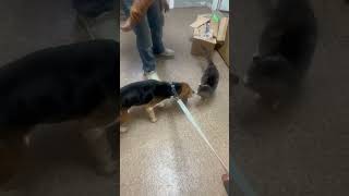 Video preview image #1 Beagle Puppy For Sale in Dunnellon, FL, USA