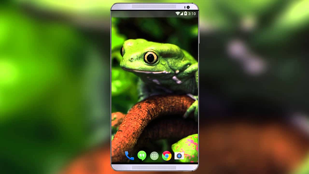 Tree Frog Live Wallpaper