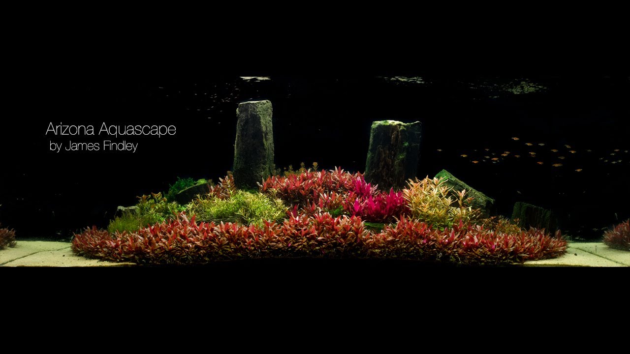 Arizona Aquascape by James Findley (1600 Litre) The Making Of