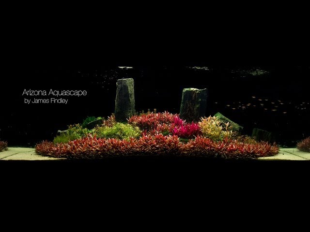 Arizona Aquascape by James Findley (1600 Litre) The Making Of