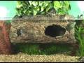 Video: Tronco flotante para tortugas de agua FLOATING TURTLE LOG