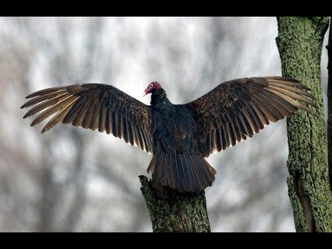 Nutrition Facts of TURKEY