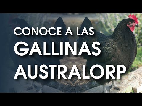 , title : 'Gallina Australorp 🐔 Una raza de gallina muy amigable'