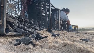 Miniatura do vídeo