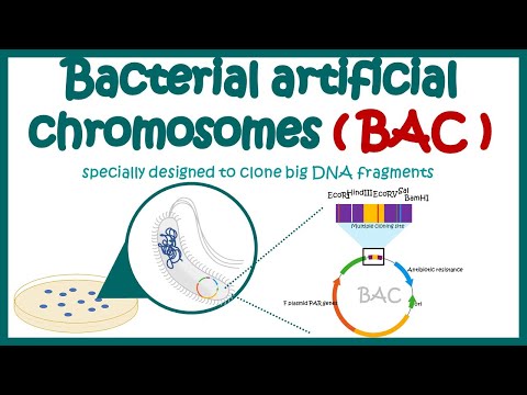 Bacterial artificial chromosome (BAC) | What is the purpose of using BAC and YAC vectors?