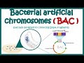 Bacterial artificial chromosome (BAC) | What is the purpose of using BAC and YAC vectors?