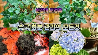 수국 화분 관리법!! 수국 분갈이, 교정, 가지치기, 비료, 꽃 많이 피우는 방법까지!!