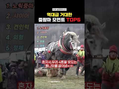 역대급 거대한 중량마 모먼트Top5