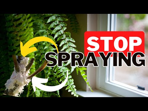 Mealybugs: The Complete Guide To Killing Mealybugs Using Science. 🧪