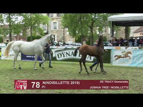 Sprinter Sacré Show 2019 : Lot 78 - N 19 NOISILLETTE