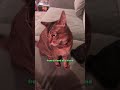 Their Cat Opens the Door And Inspires Every Design Choice Inside | The Dodo