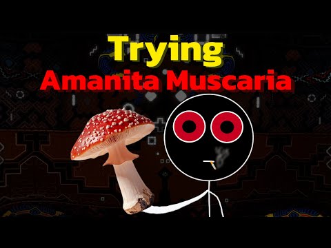 Amanita Muscaria: Proper Preparation and Trip Report