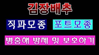 [텃밭농부.724]  김장배추 직파모종 병충해 방제하고 보호하는 방법