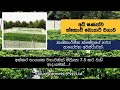 අක්කර භාගයක අධි ඝණත්ව Scotch Bonnet නයිමිරිස් 