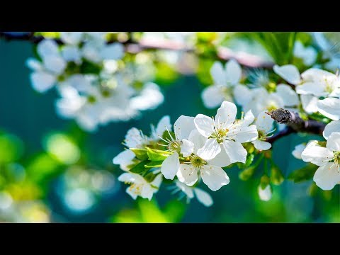 Olhai Os Lírios video