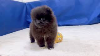 ポメラニアンの動画01